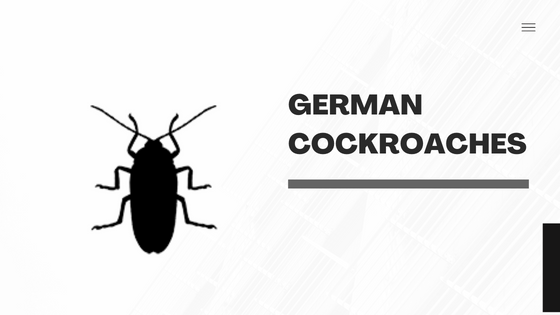 What Are German Cockroaches?