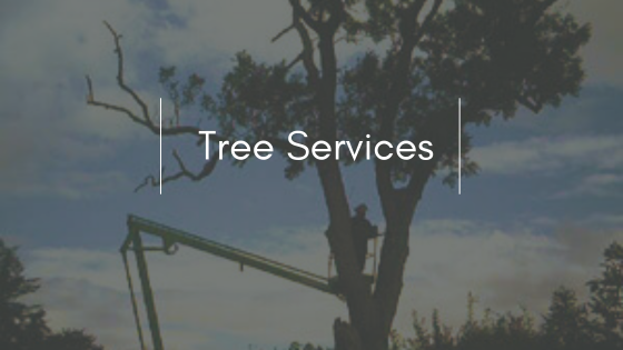 True Roots: Sydney’s Go-To Crew for Tree Care and Land Transformation